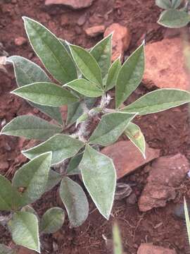 Image of Pearsonia grandifolia subsp. grandifolia