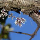 صورة Dendrobium turbinatum