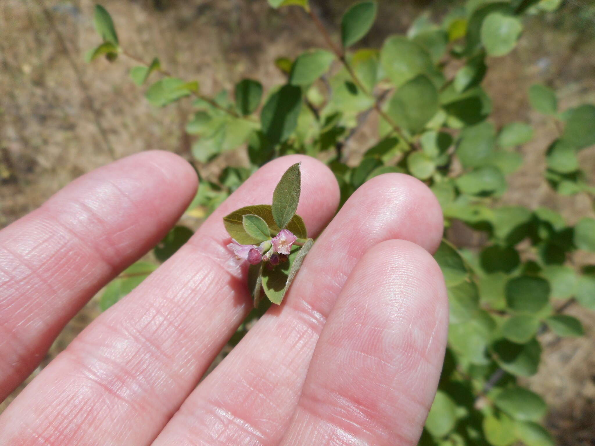 Image of common snowberry