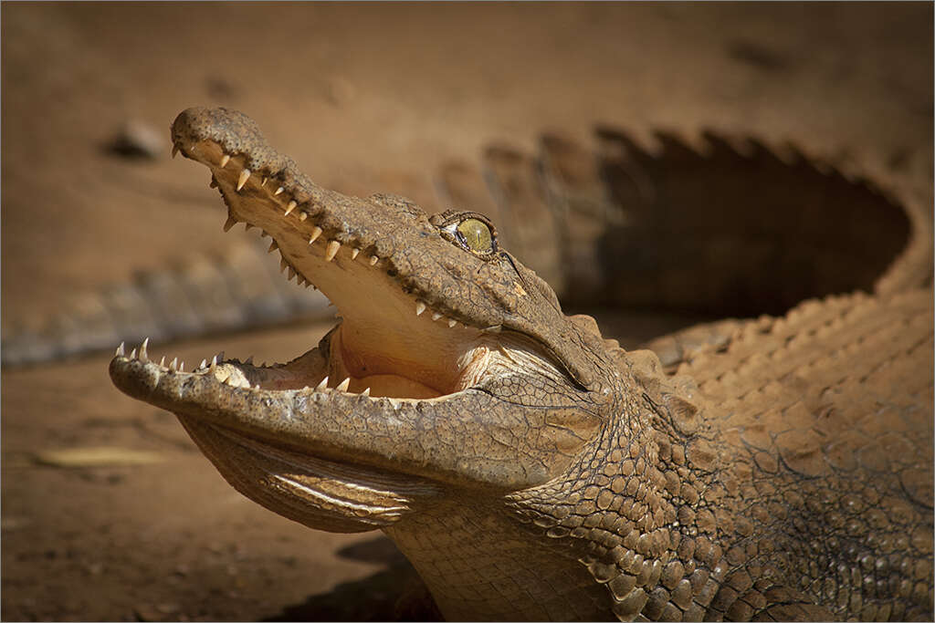 Image of Nile crocodile