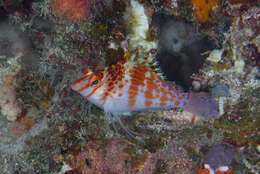 Image of Coral Hawkfish