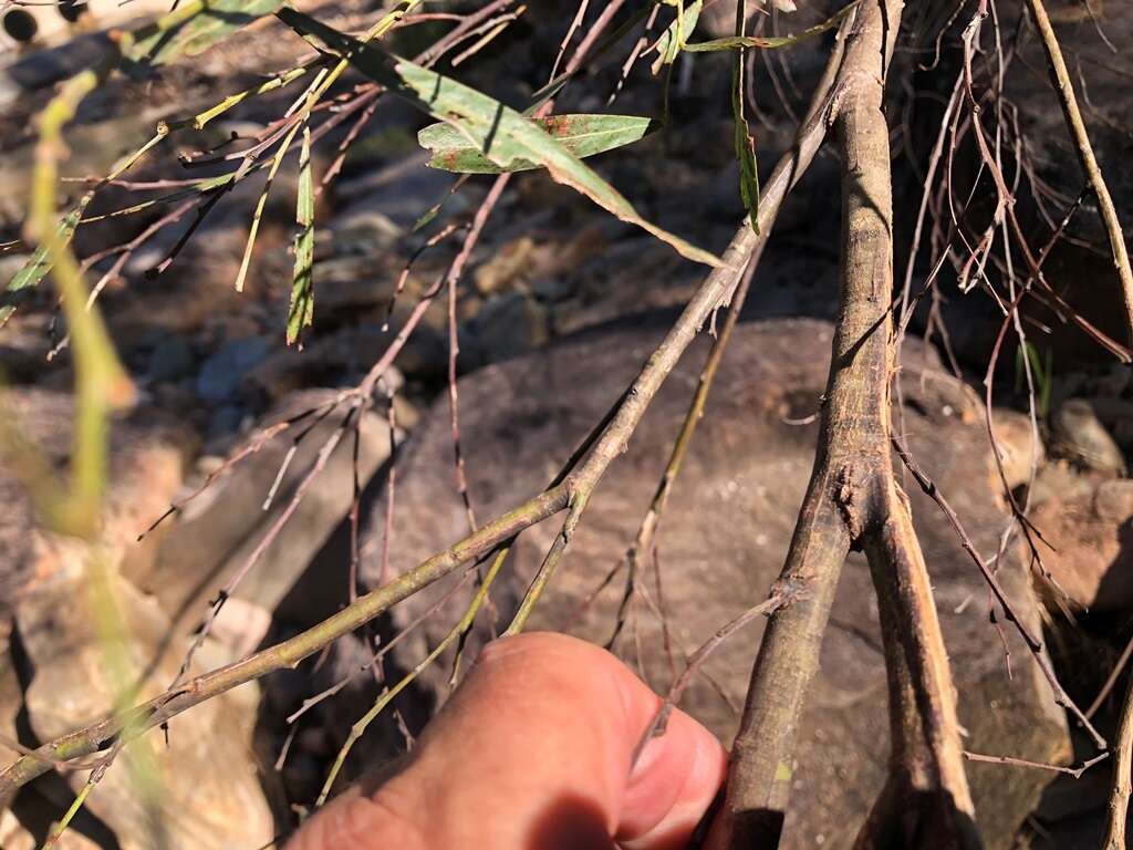 Imagem de Acacia neriifolia A. Cunn. ex Benth.