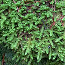 Image of robust rhytidiopsis moss