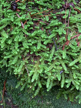 Image of robust rhytidiopsis moss