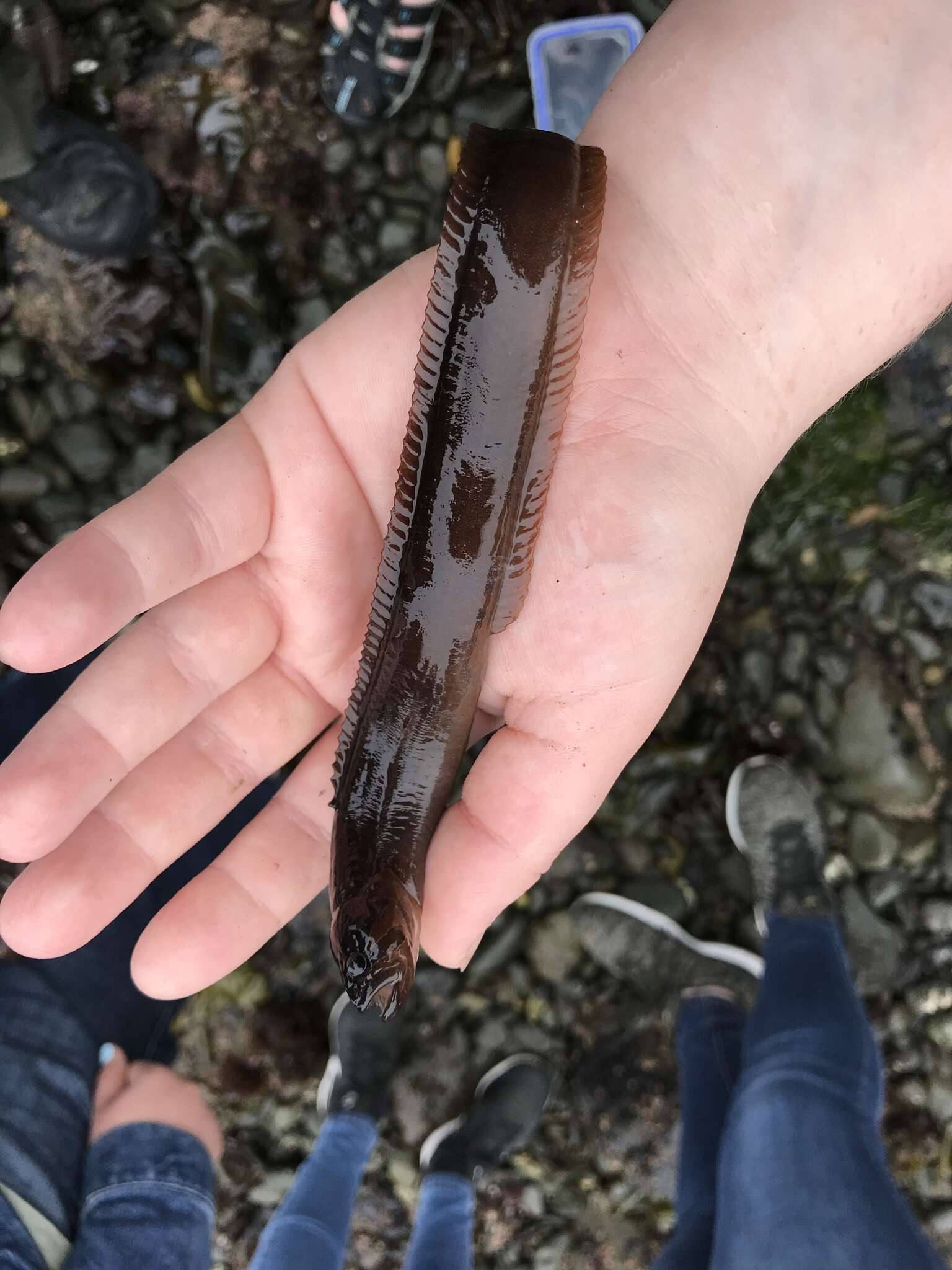 Image of Black blenny