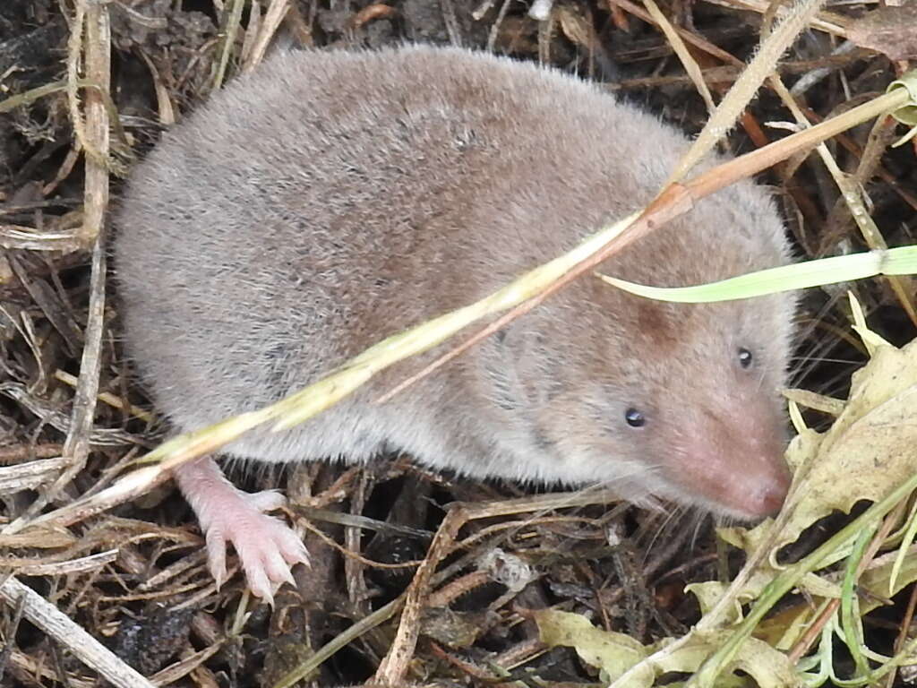 Image of Least Shrew