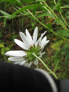 Leucanthemella resmi