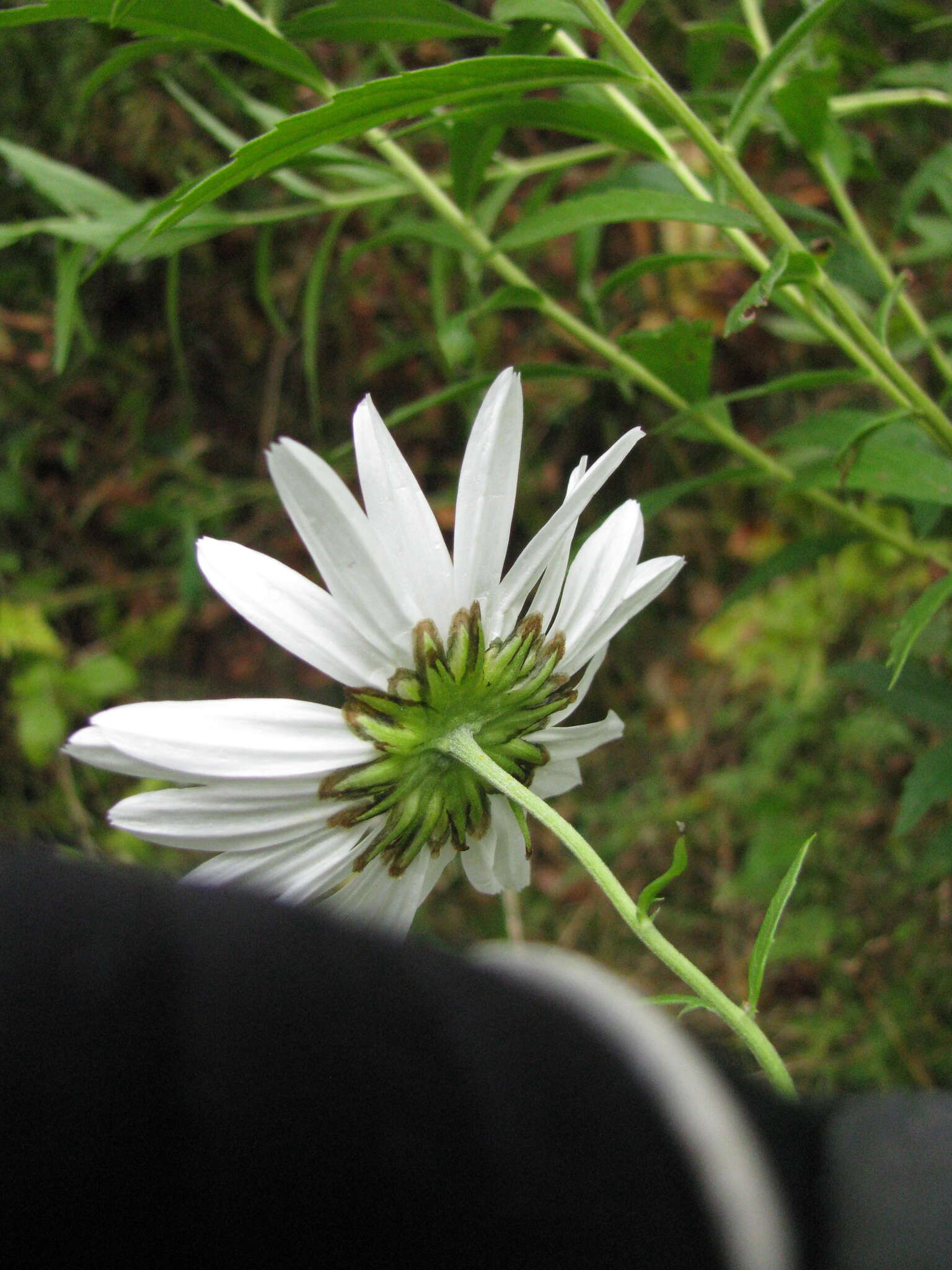 Leucanthemella serotina (L.) Tzvel. resmi