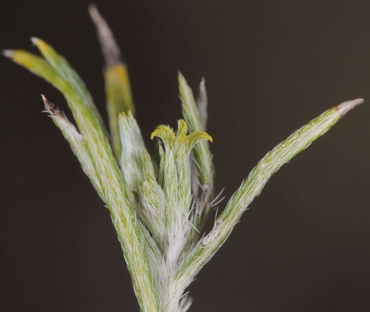 Image of slimleaf heliotrope