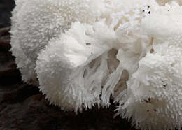 صورة Hericium erinaceus (Bull.) Pers. 1797