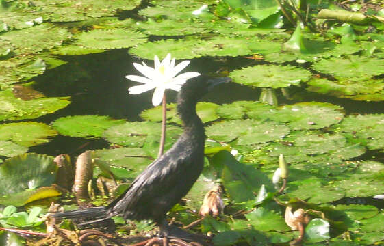 Image de Nymphaea nouchali var. pubescens (Willd.) Hook. fil. & Thoms.