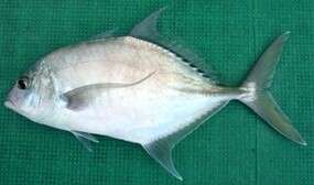 Image of Shadow trevally