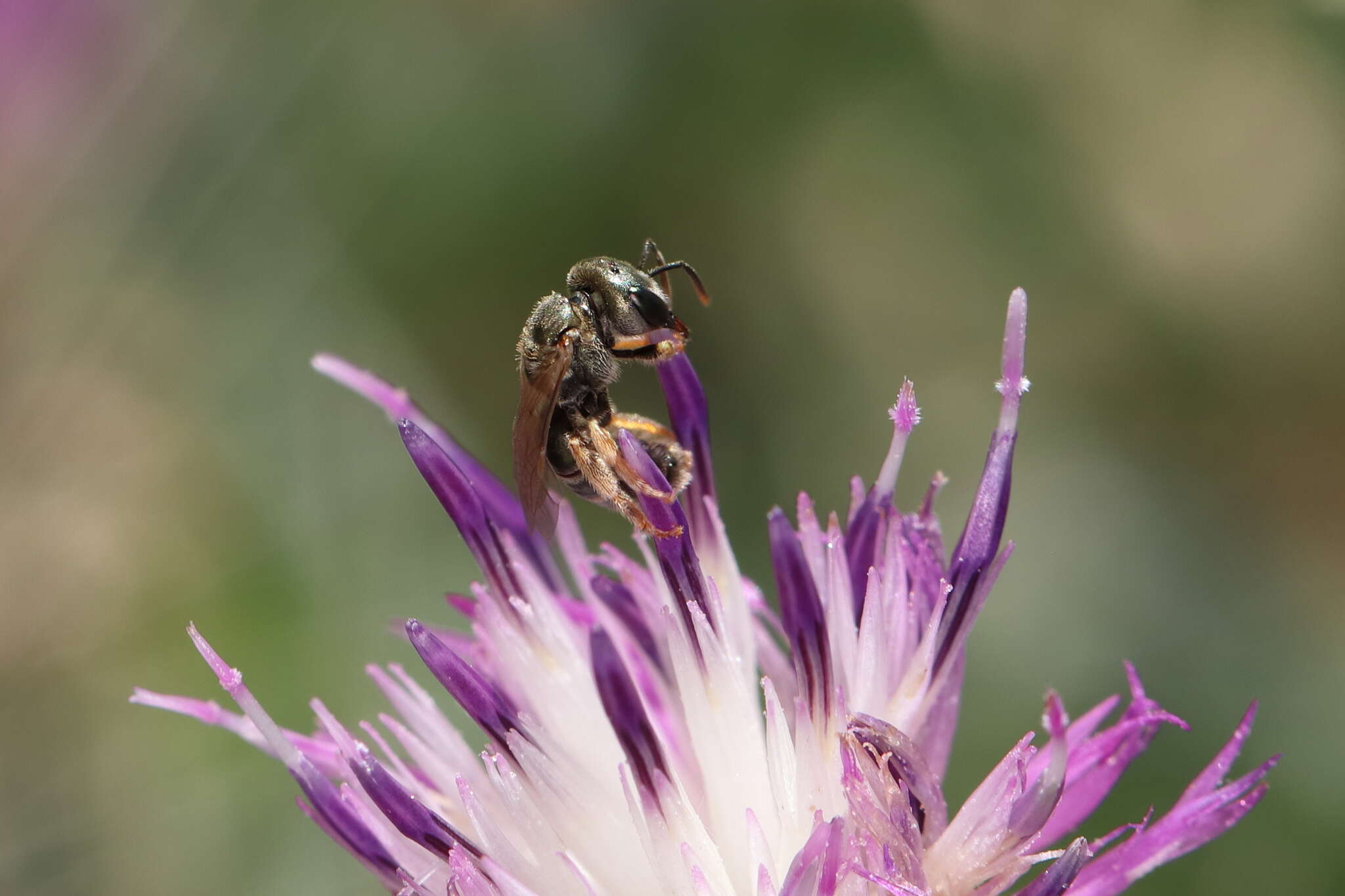 صورة Halictus gemmeus Dours 1872