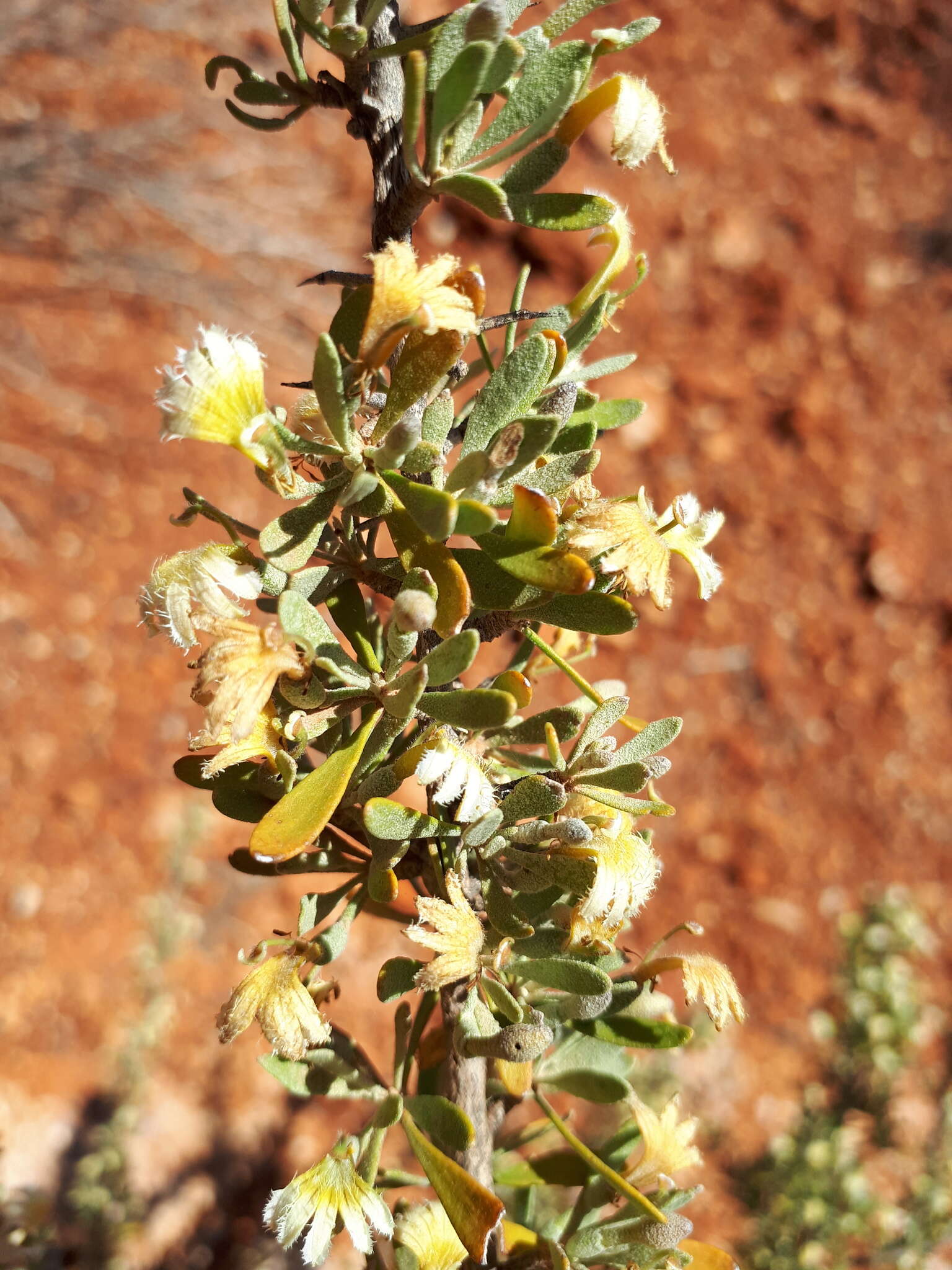 Imagem de Scaevola spinescens R. Br.