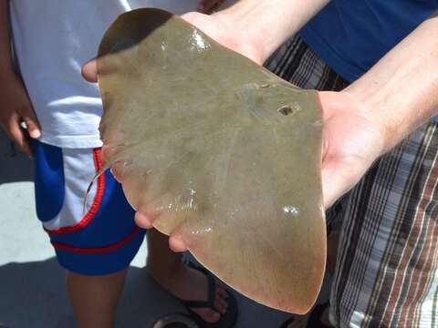 Image of Smooth Butterfly Ray