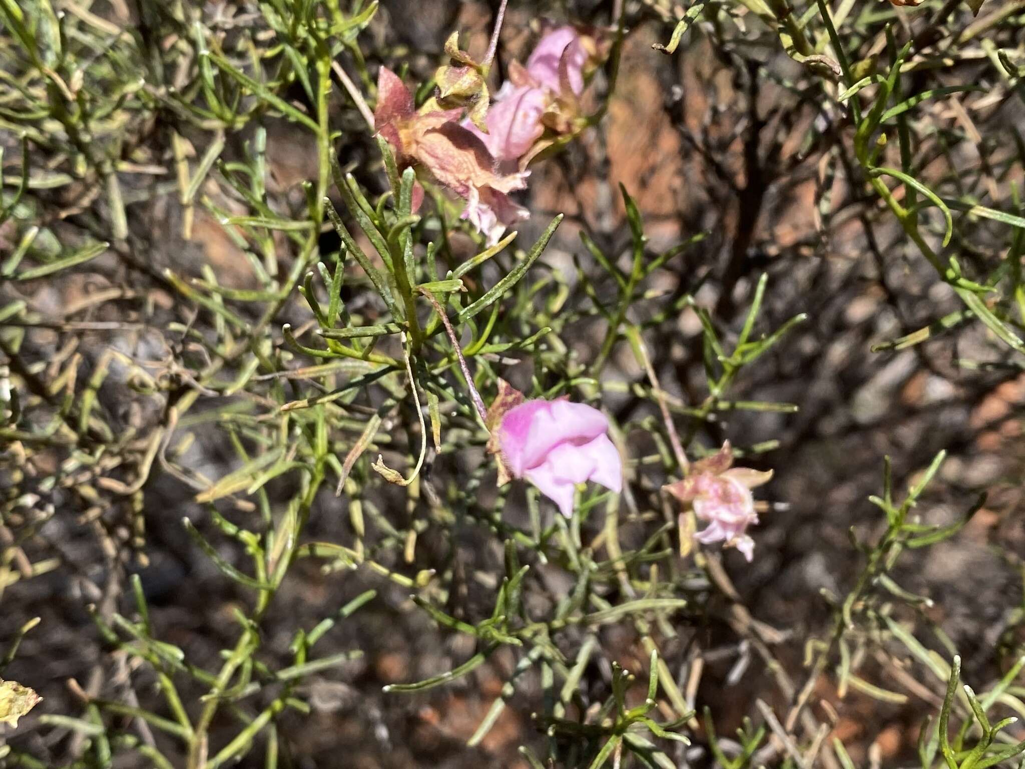 Imagem de Eremophila metallicorum S. Moore