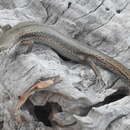Image of Southern Grass Skink
