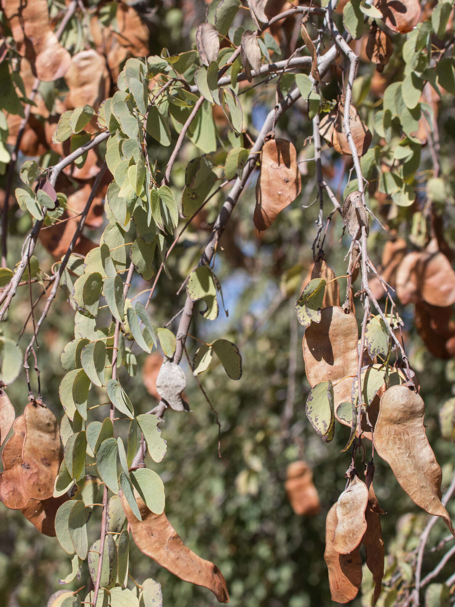 Image of Bean tree