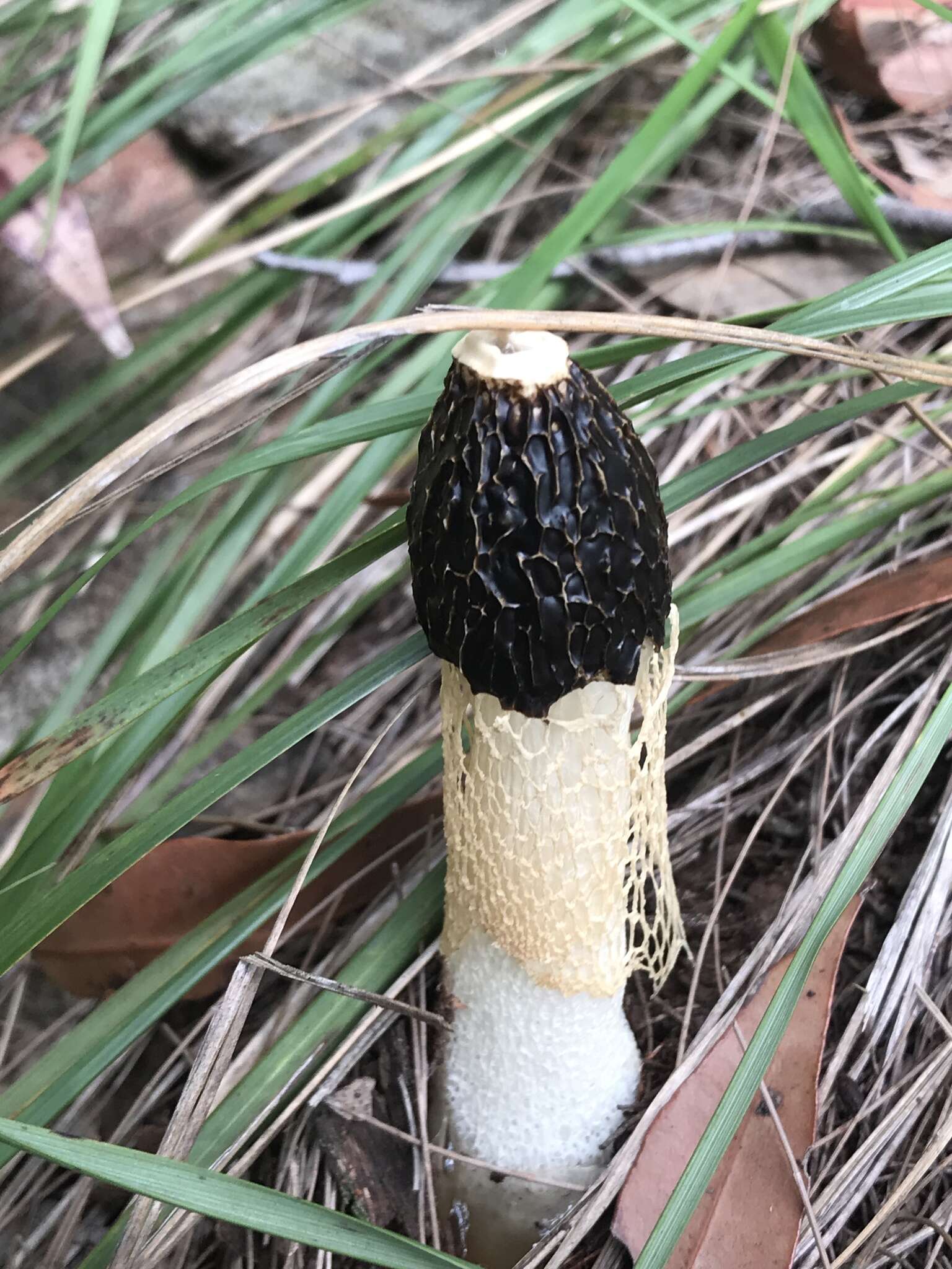 Plancia ëd Phallus lutescens