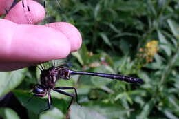 Image of Clamp-tipped Emerald