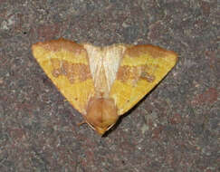 Atethmia centrago Haworth 1809的圖片