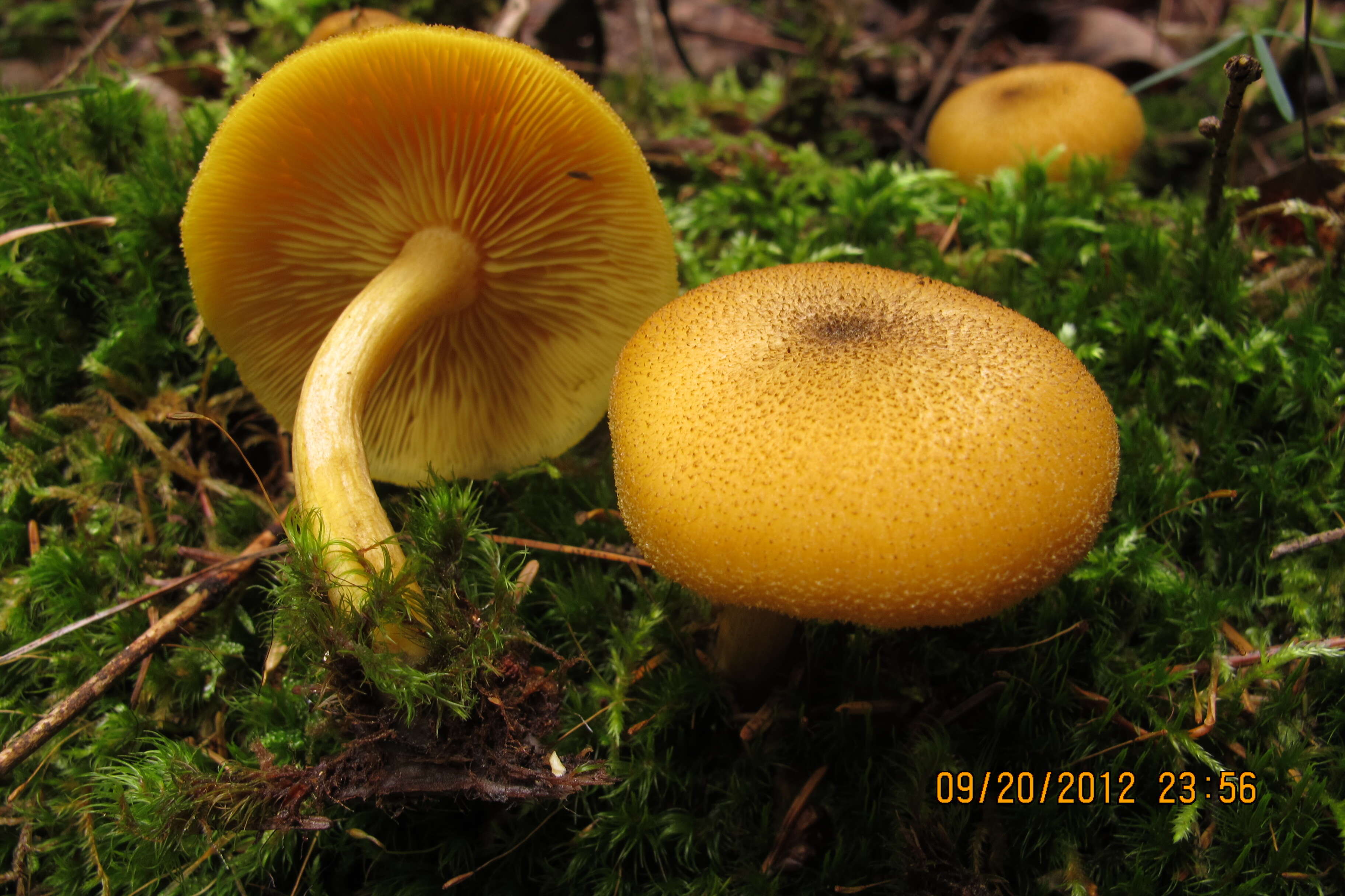 Tricholomopsis decora (Fr.) Singer 1939 resmi