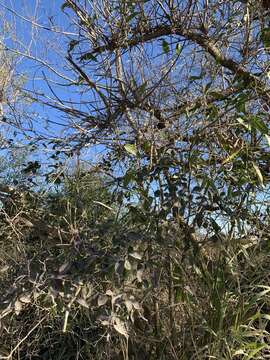 Image of Smilax campestris Griseb.