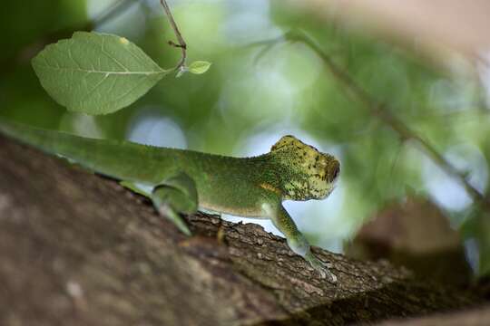 Image of Anolis smallwoodi Schwartz 1964