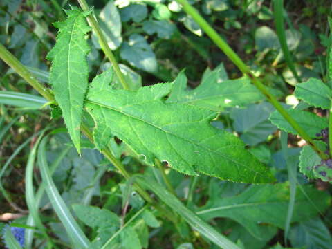 Image of Echinops setifer Iljin