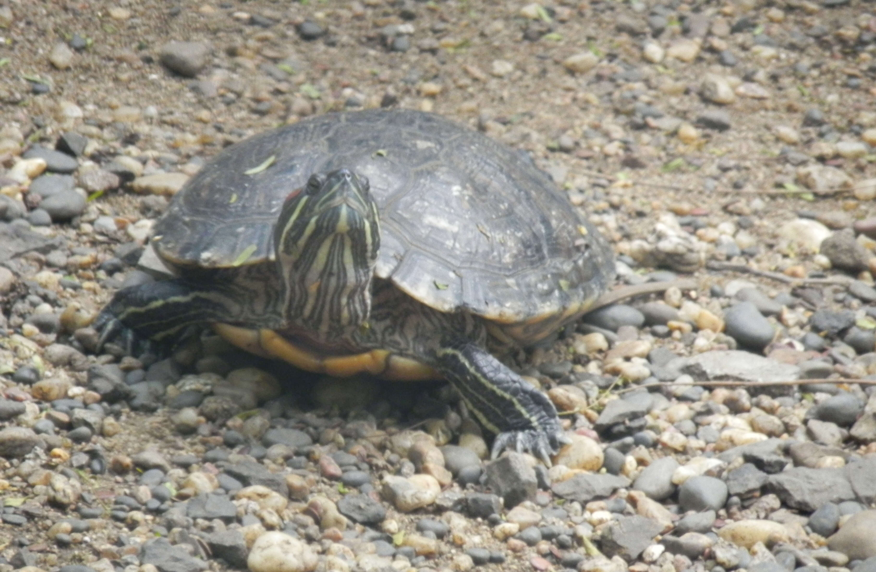 Image of slider turtle, red-eared terrapin, red-eared slider