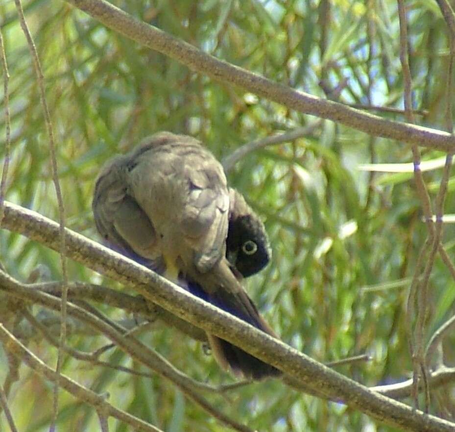 Image of White-eyed Bulbul