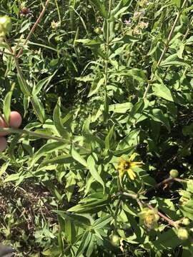 صورة Silphium asteriscus var. trifoliatum (L.) J. A. Clevinger