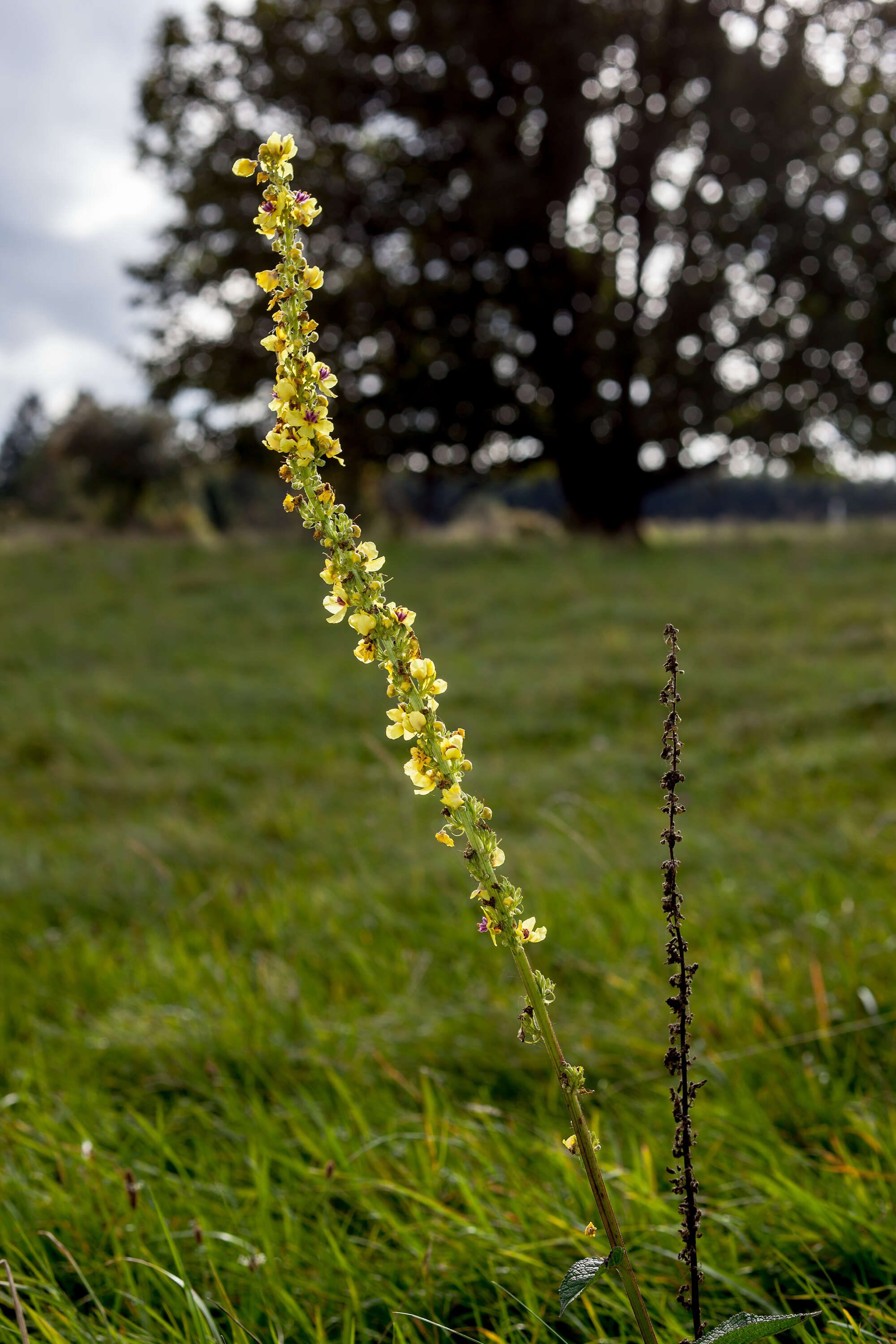 Verbascum nigrum L. resmi