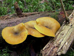 Image de Tricholomopsis decora (Fr.) Singer 1939