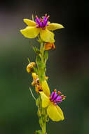 Verbascum nigrum L. resmi