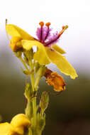 Verbascum nigrum L. resmi