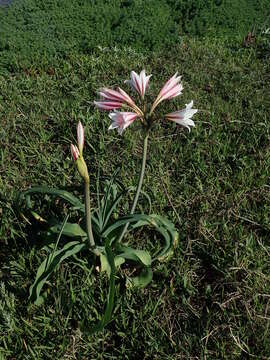 Image de Crinum bulbispermum (Burm. fil.) Milne-Redh. & Schweick.