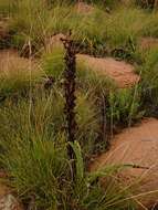 Image de Disa fragrans subsp. fragrans