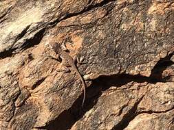 Image of Tawny Crevice-dragon