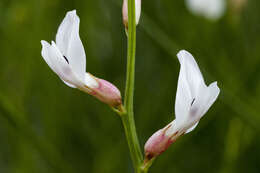 Image of San Rafael milkvetch