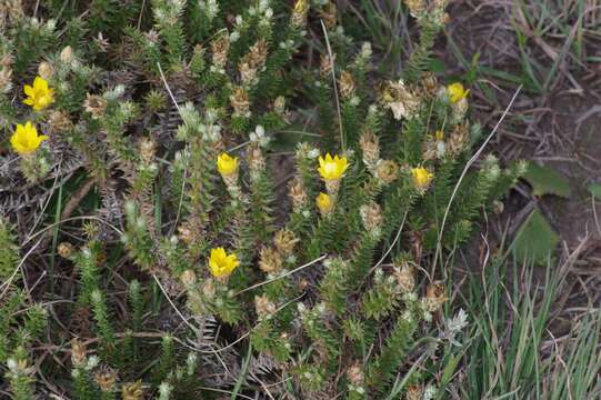 Arrowsmithia styphelioides DC. resmi