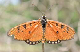 Image of Acraea terpsicore