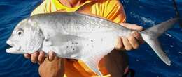 Image of Bluespotted trevally