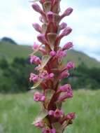 Image de Satyrium neglectum Schltr.