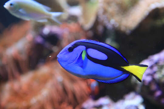 Image of Paracanthurus