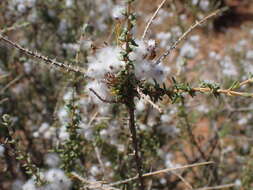 Eriocephalus ericoides (L. fil.) Druce的圖片