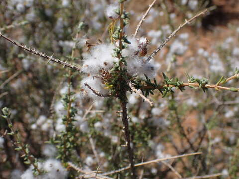 Eriocephalus ericoides (L. fil.) Druce的圖片