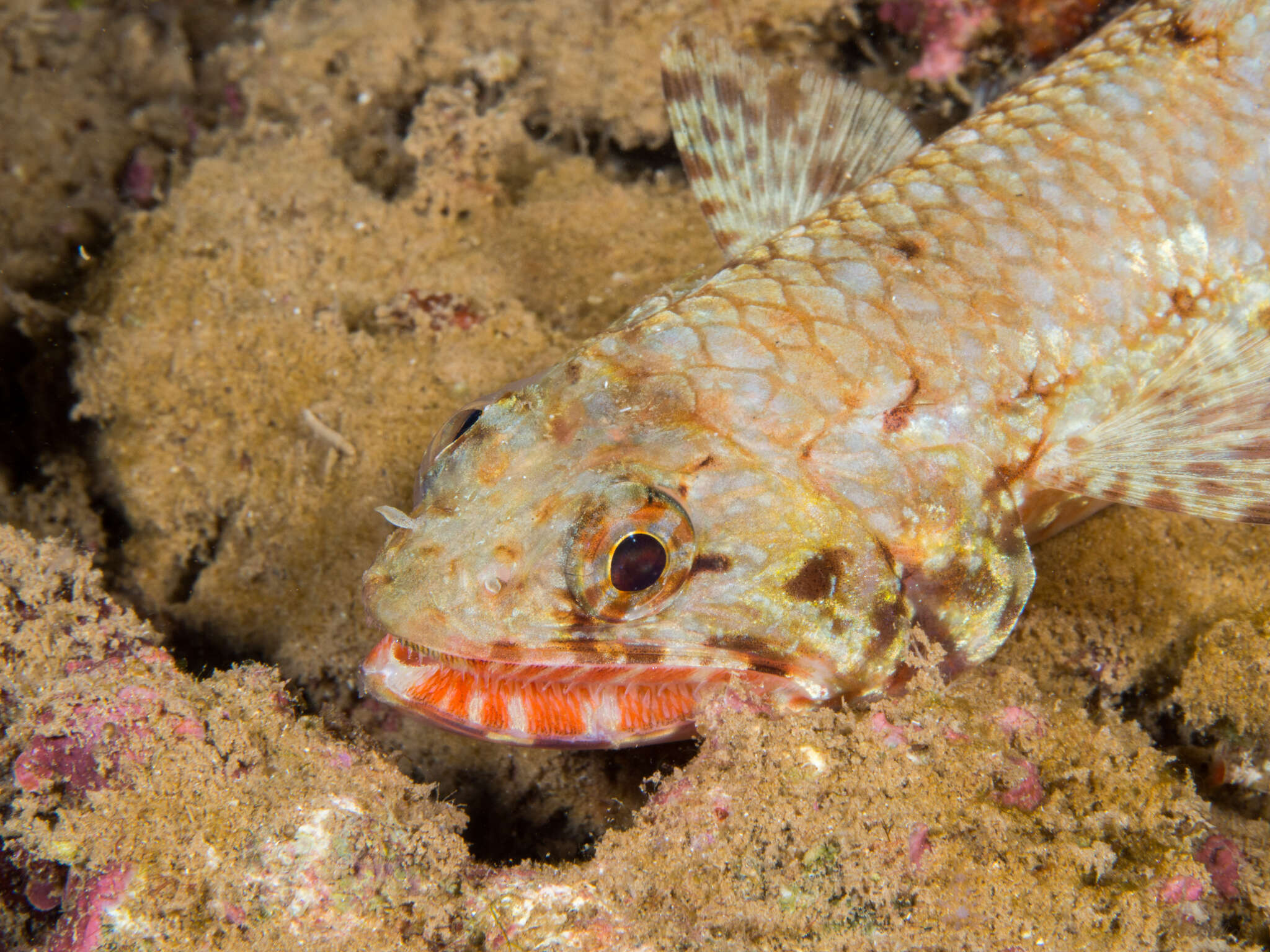 Image of Orangemouth lizardfish