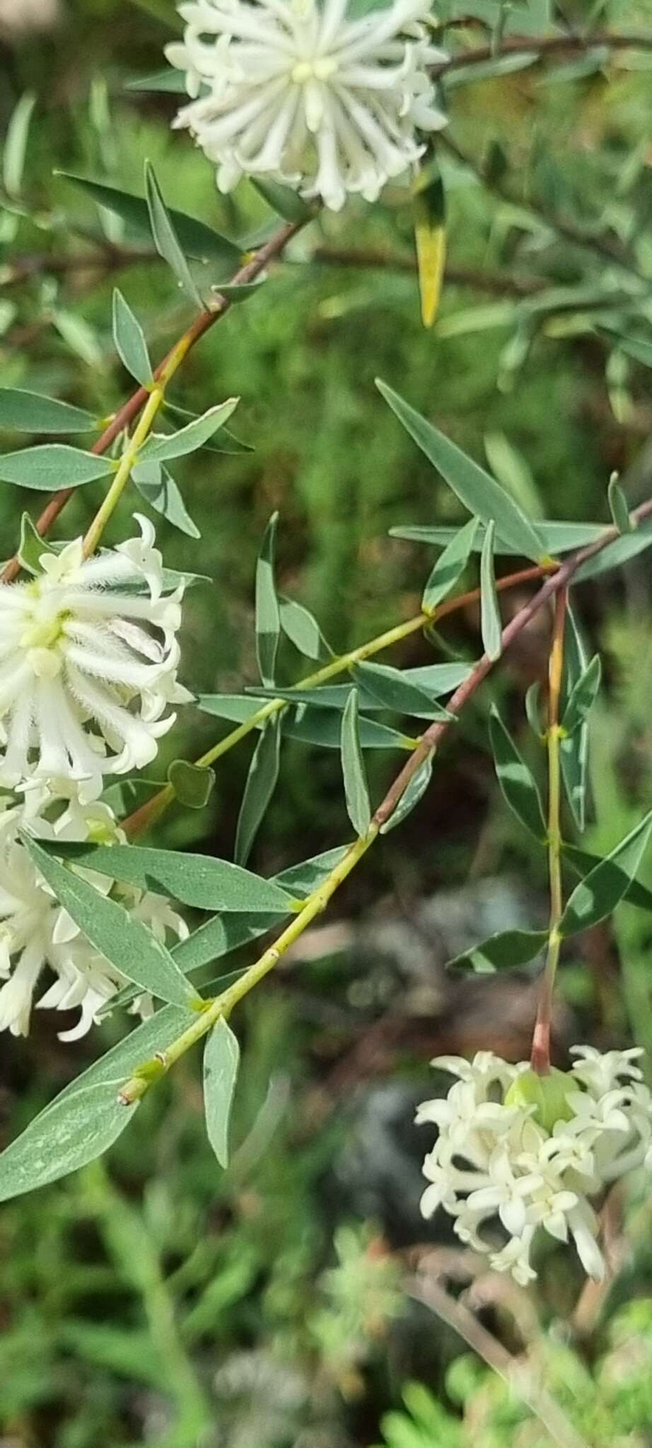 Image of Pimelea stricta Meissn.