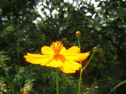 Image of sulphur cosmos